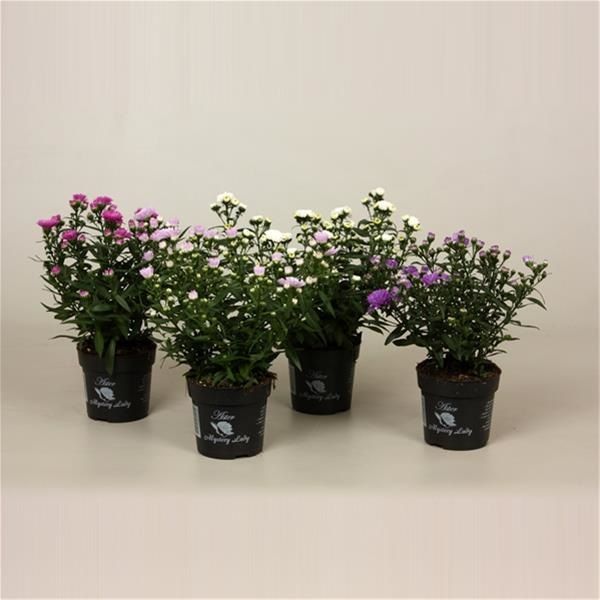 ASTER N.B. MIX