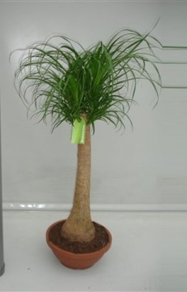 BEAUCARNEA NOLINA