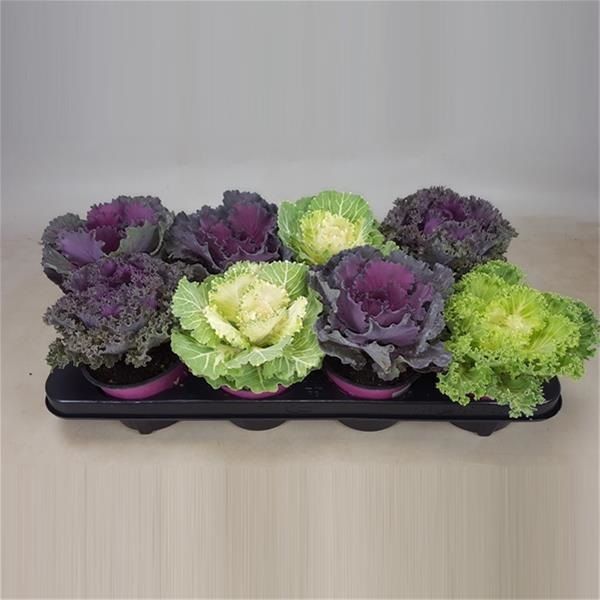BRASSICA MIX