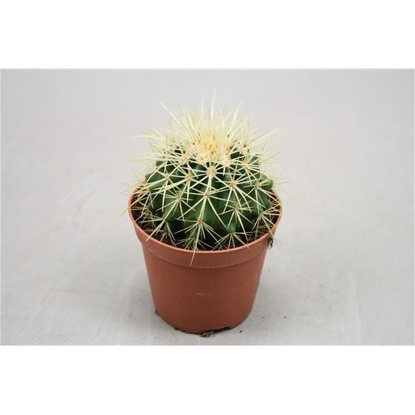 CACTUS GRUSONII