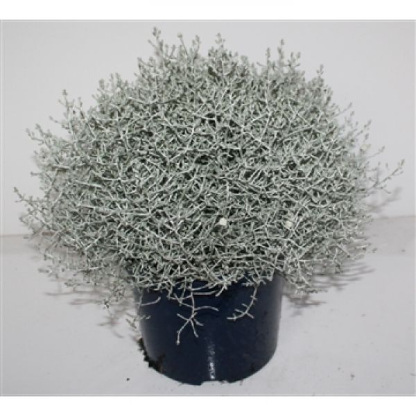 CALOCEPHALUS BROWNII