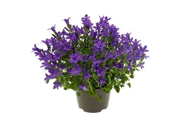 CAMPANULA GET MEE