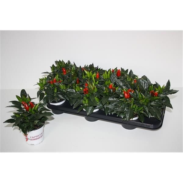 CAPSICUM ANNUUM ROUGE