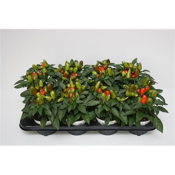 CAPSICUM MAMBO ORANGE