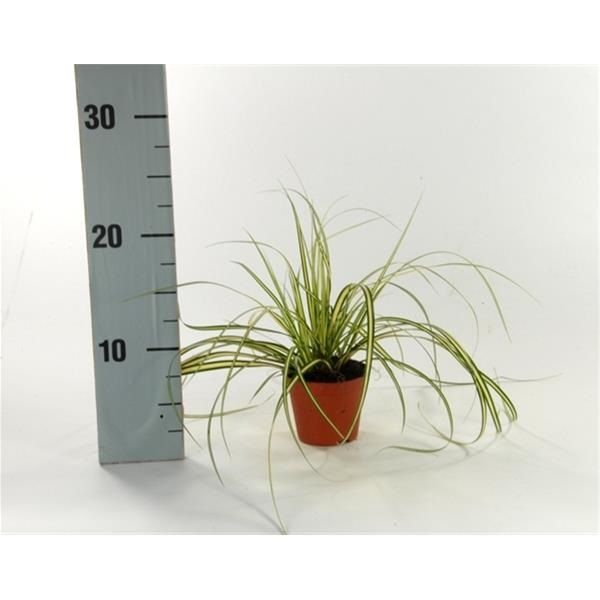 CAREX EVERGOLD