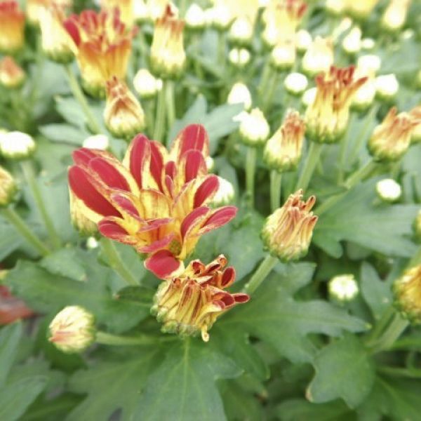 CHRYSANTHEME 3 BOUTURES