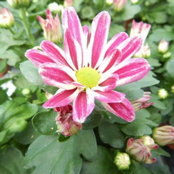 CHRYSANTHEME 3 BOUTURES