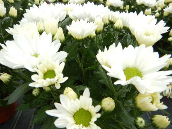 CHRYSANTHEME 3 BOUTURES BLANC