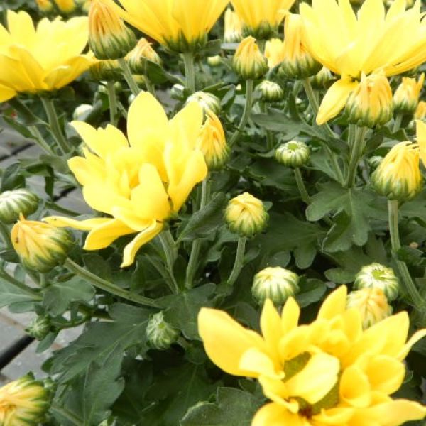 CHRYSANTHEME 3 BOUTURES JAUNE