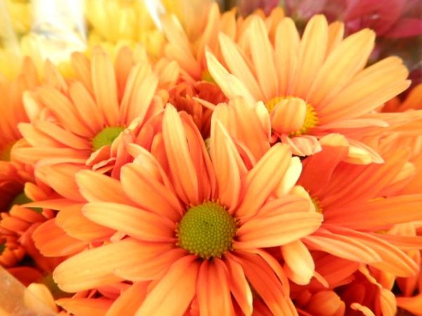 CHRYSANTHEME 3 BOUTURES ORANGE