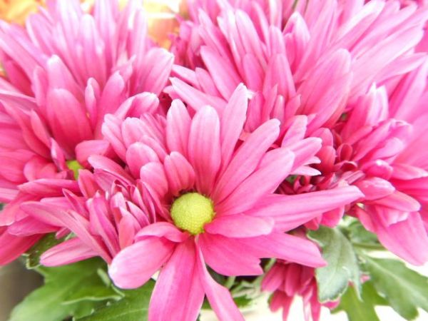 CHRYSANTHEME 3 BOUTURES ROSE