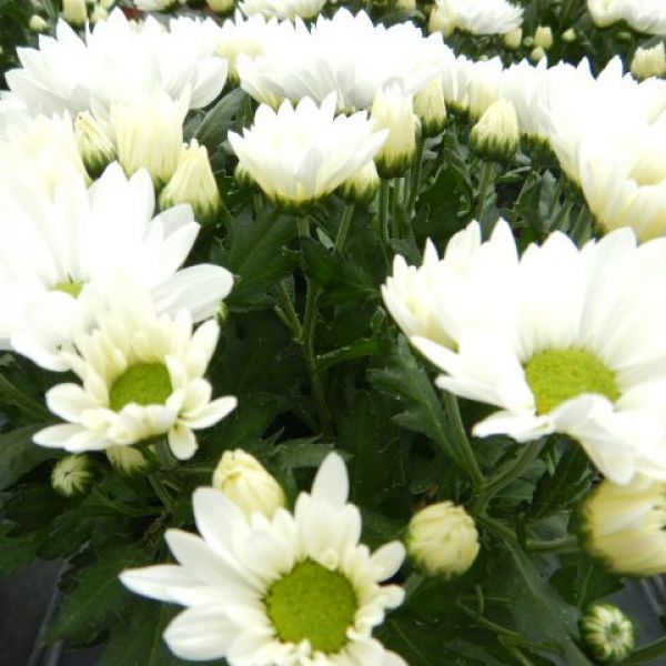 CHRYSANTHEME 4 BOUTURES BLANC