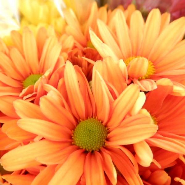 CHRYSANTHEME 4 BOUTURES ORANGE