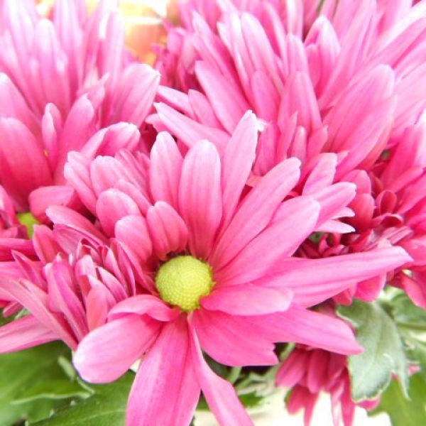 CHRYSANTHEME 4 BOUTURES ROSE
