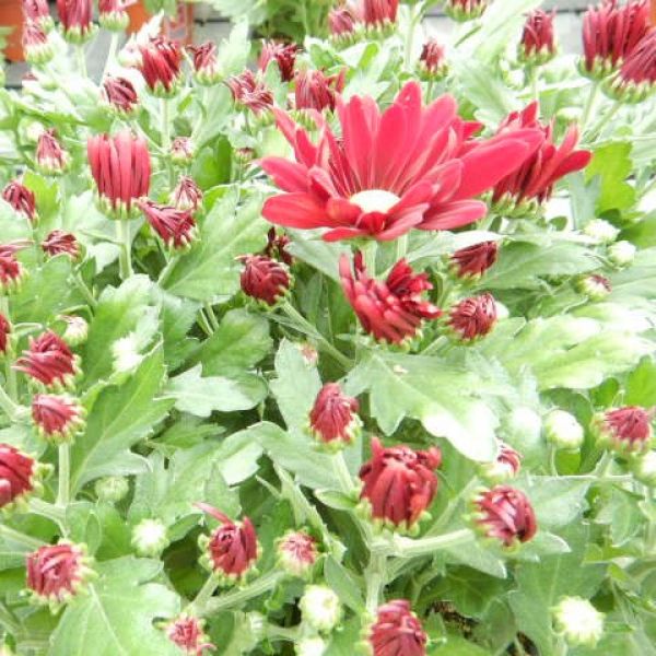 CHRYSANTHEME 4 BOUTURES ROUGE