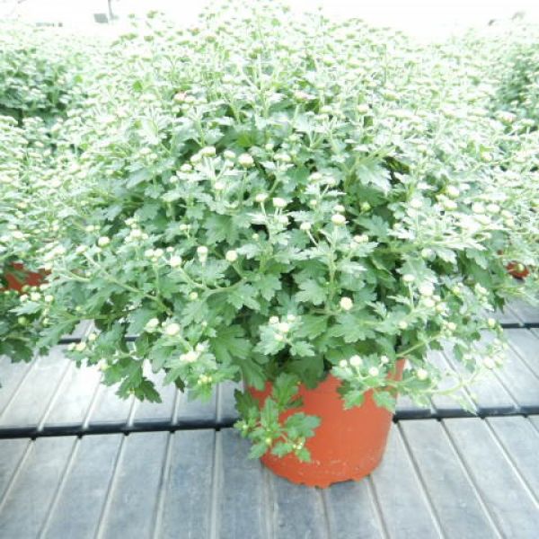 CHRYSANTHEME BOULE