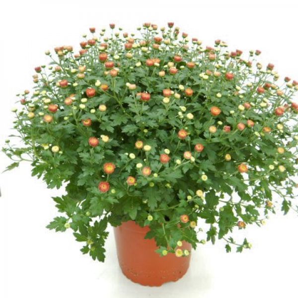CHRYSANTHEME BOULE