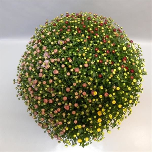 CHRYSANTHEME BOULE TRIO