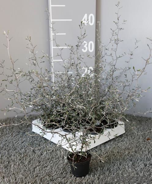 COROKIA