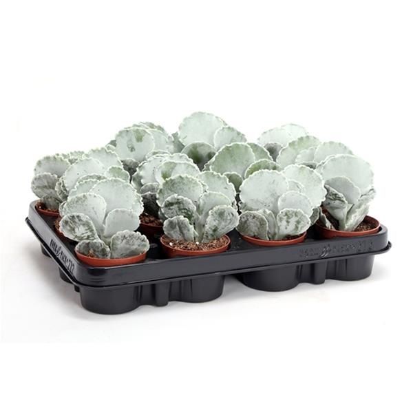 COTYLEDON UNDULATA