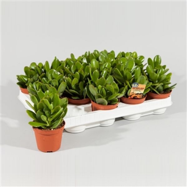 CRASSULA MAGICAL TREE