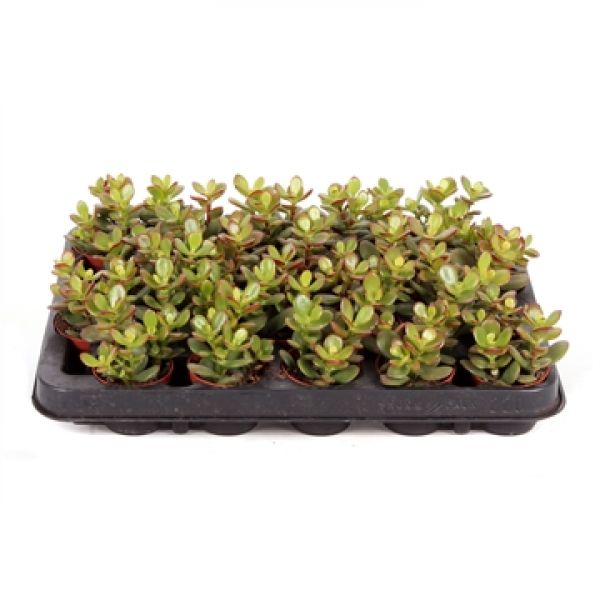 CRASSULA MINOR