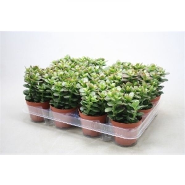CRASSULA MINOR