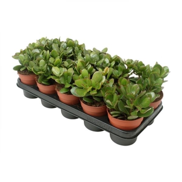 CRASSULA OVATA