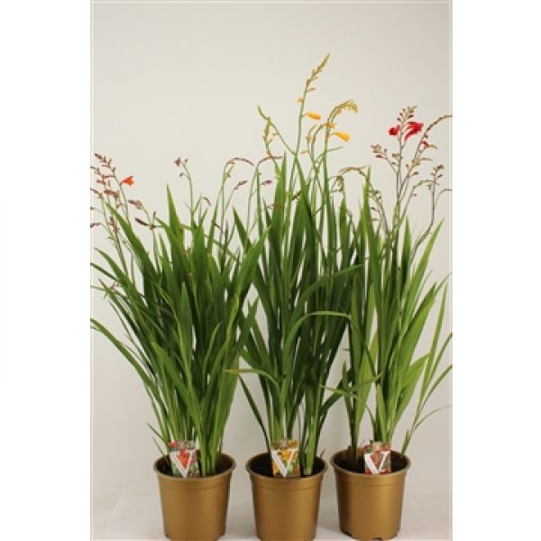 CROCOSMIA
