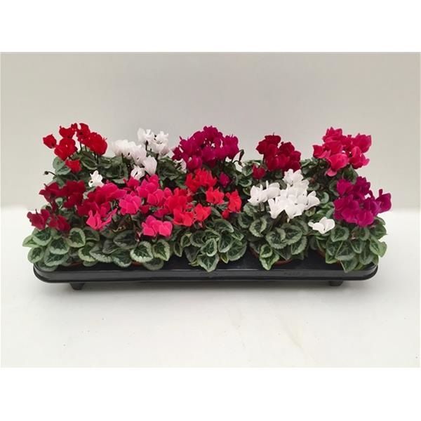 CYCLAMEN PERSICUM
