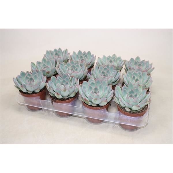 ECHEVERIA APUS