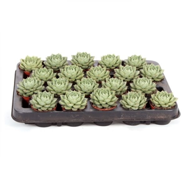 ECHEVERIA GREEN GILVA