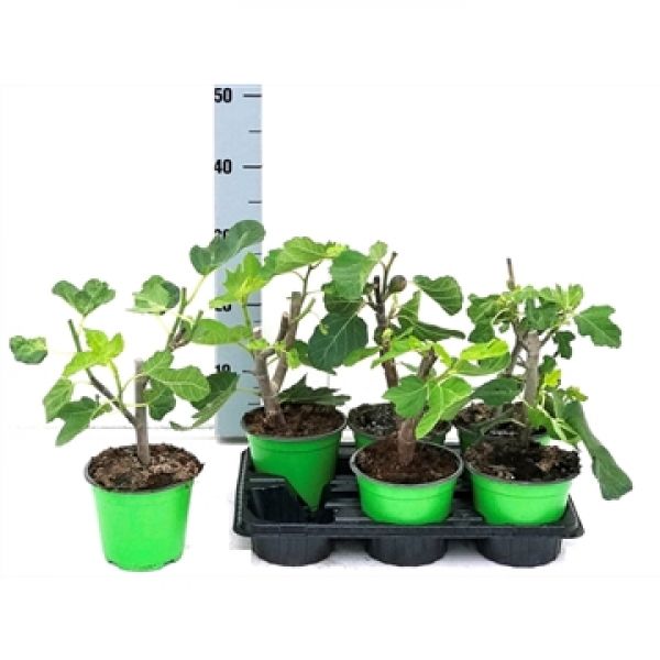 FICUS CARICA TOUFFE