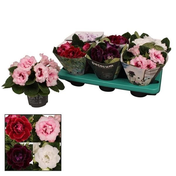 GLOXINIA