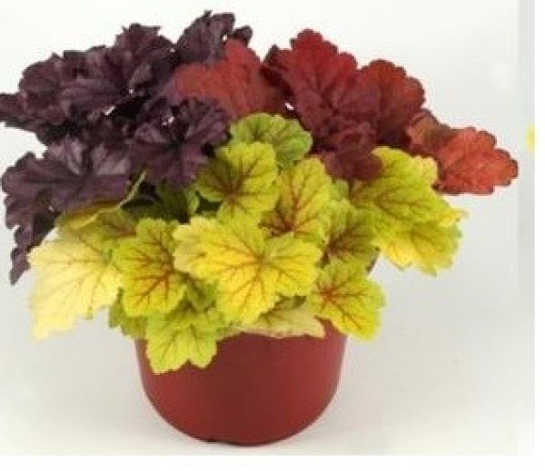 HEUCHERA MERISTEM TRIO