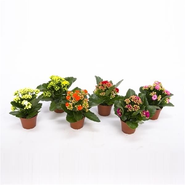 KALANCHOE CALANDIVA