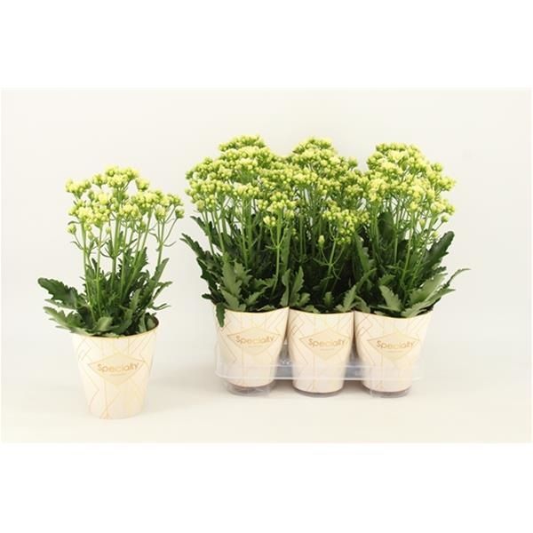 KALANCHOE SUNNY WHITE