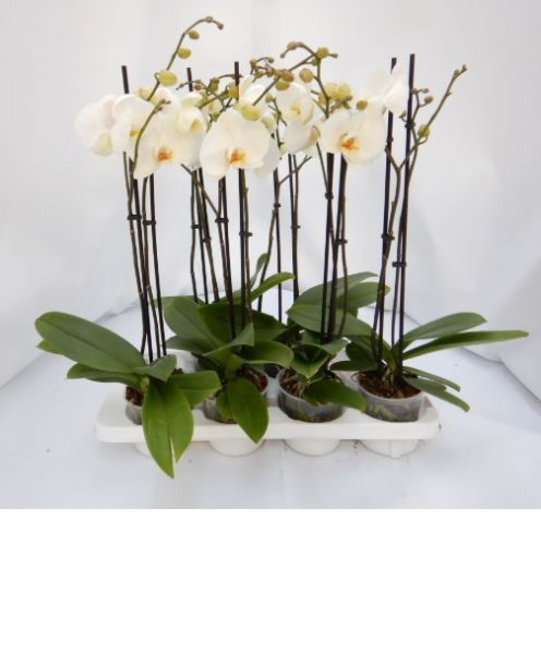 PHALAENOPSIS