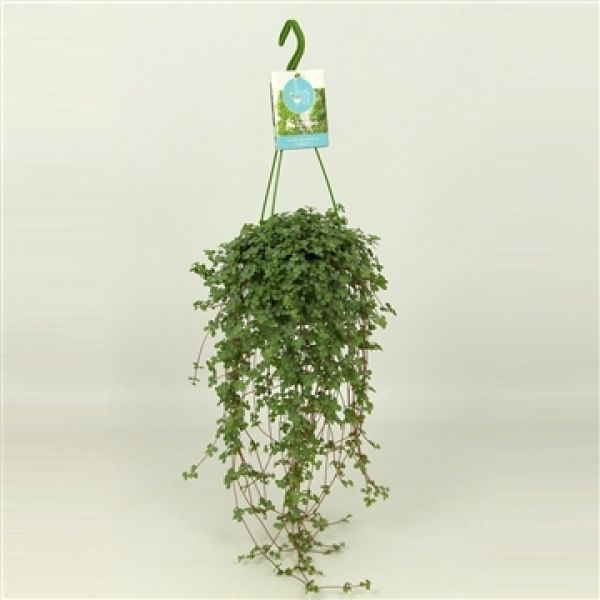 PILLEA GLAUCOPHYLLA