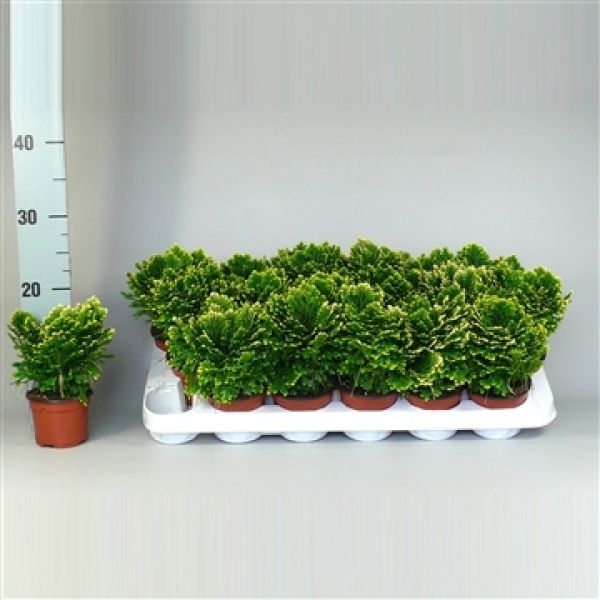 SELAGINELLA MARTENSII JORI