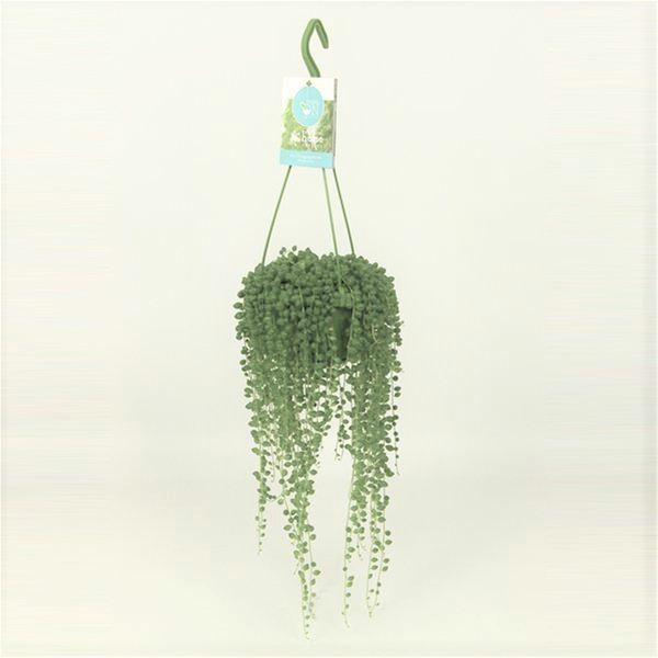 SENECIO ROWLEYANUS