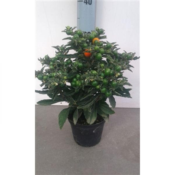 SOLANUM TORINO