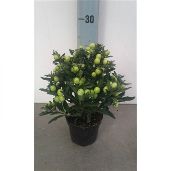 SOLANUM TORINO LIGHT