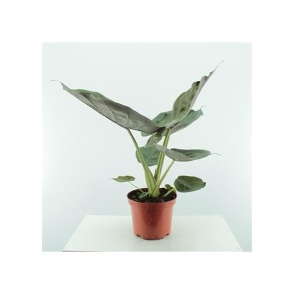 ALOCASIA WENTII