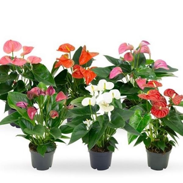 ANTHURIUM