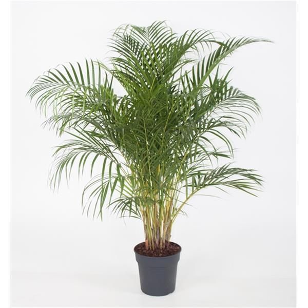 ARECA