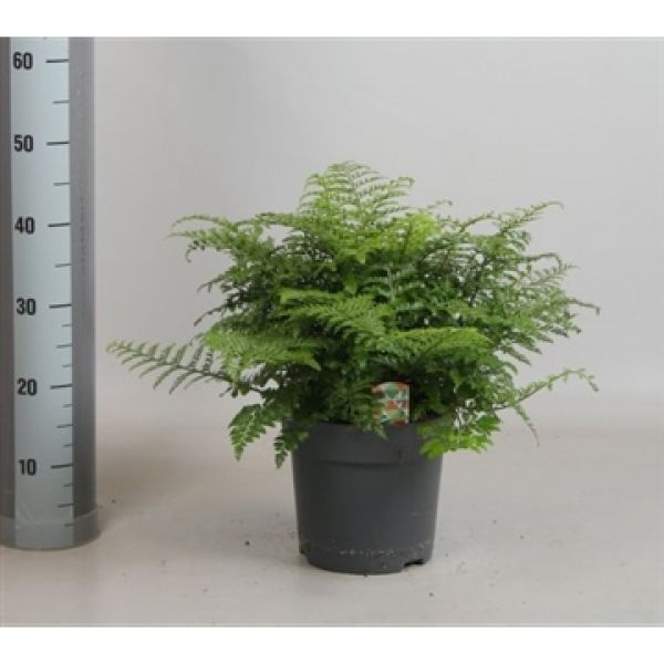 ASPLENIUM PARVATI