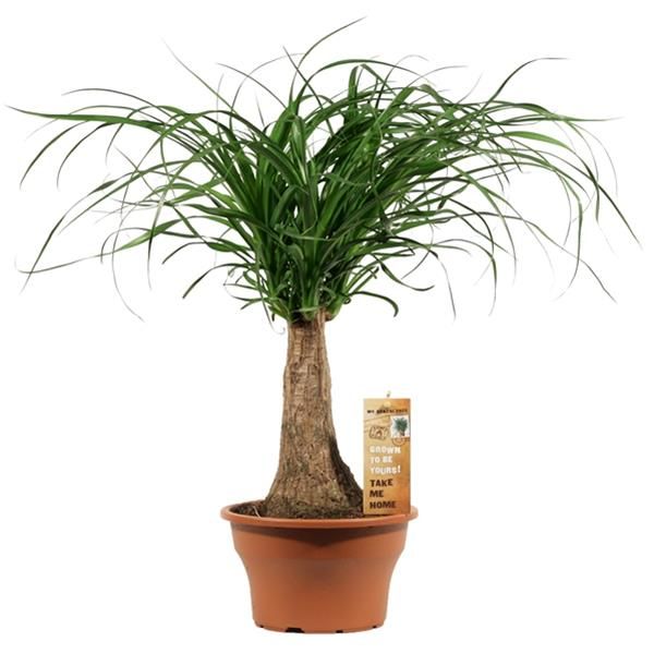 BEAUCARNEA NOLINA