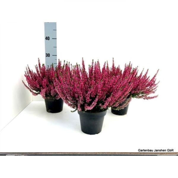 CALLUNA B.L.SANNE