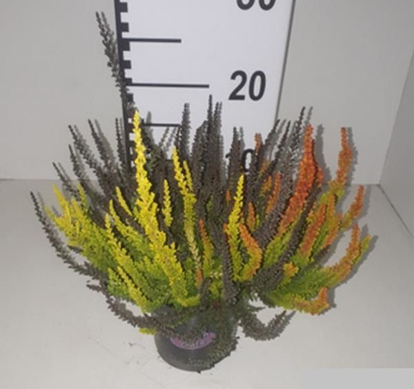 CALLUNA G.G. SUNSETLINE